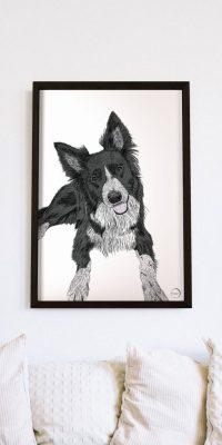 Border Collie